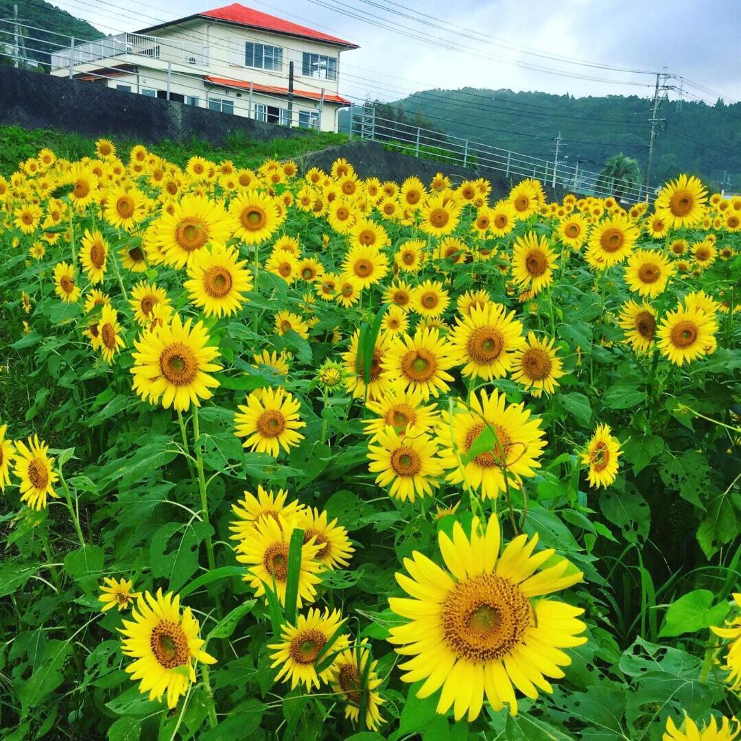 Guesthouse ＆ Beach Cafe Fuego Hyuga Экстерьер фото